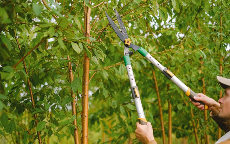 Tree trimming in Texarkana, AR